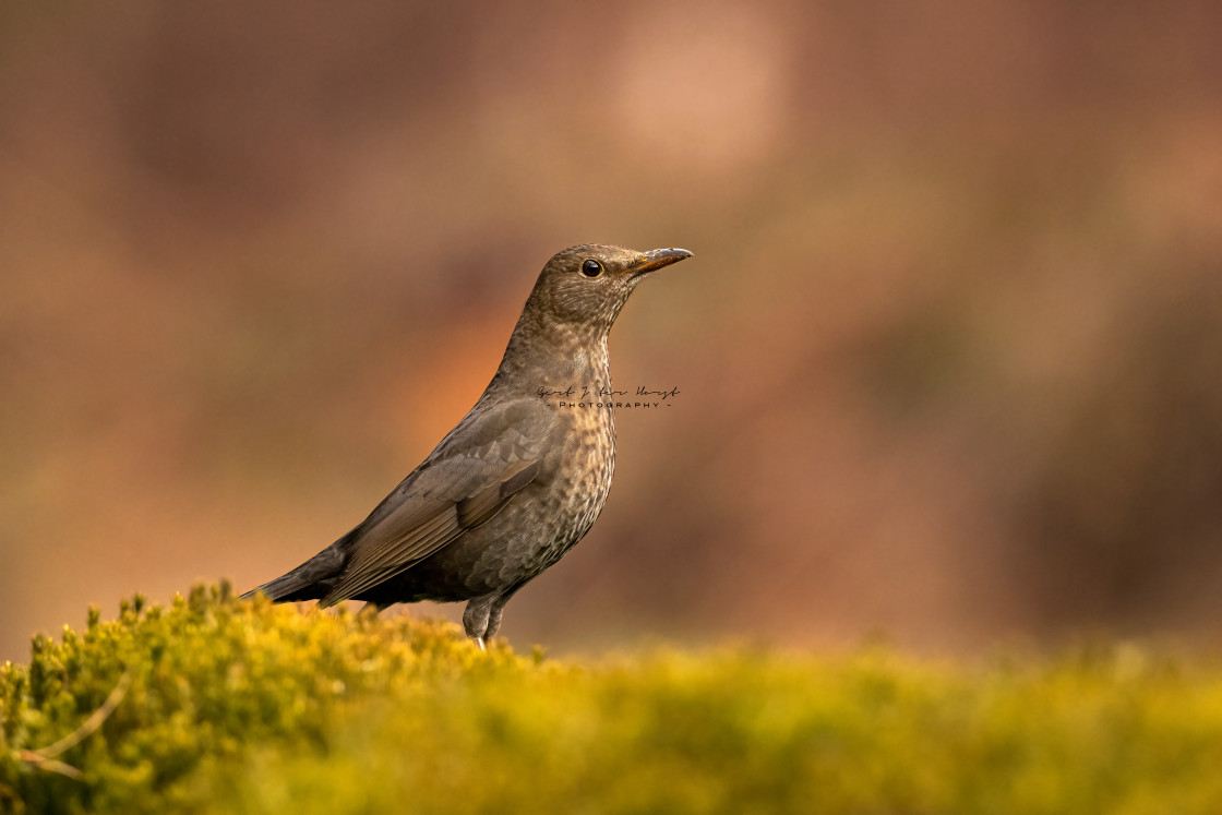 "Blackbird female" stock image