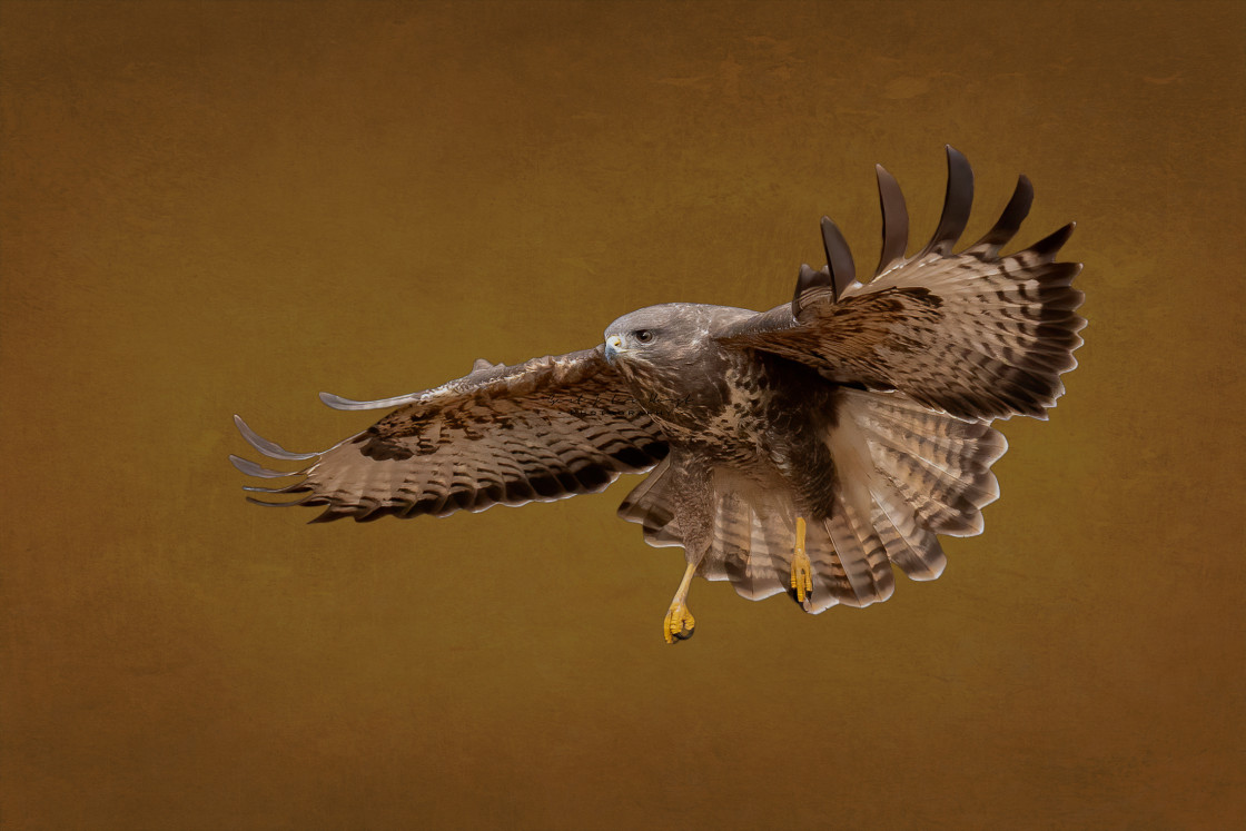 "Common buzzard flying" stock image