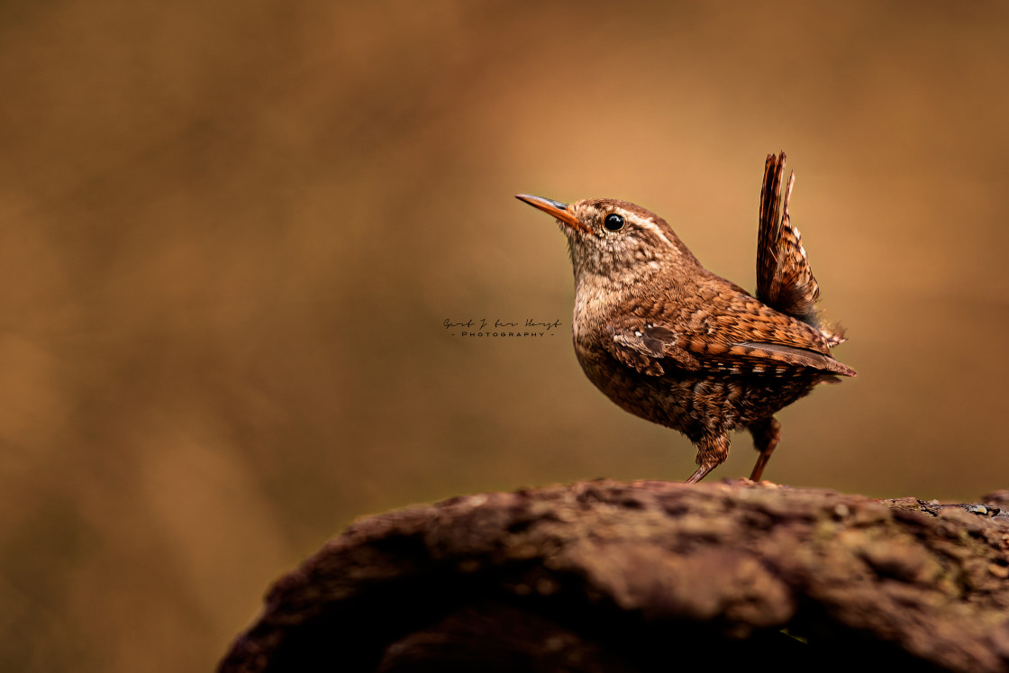 "Wren in antique style" stock image