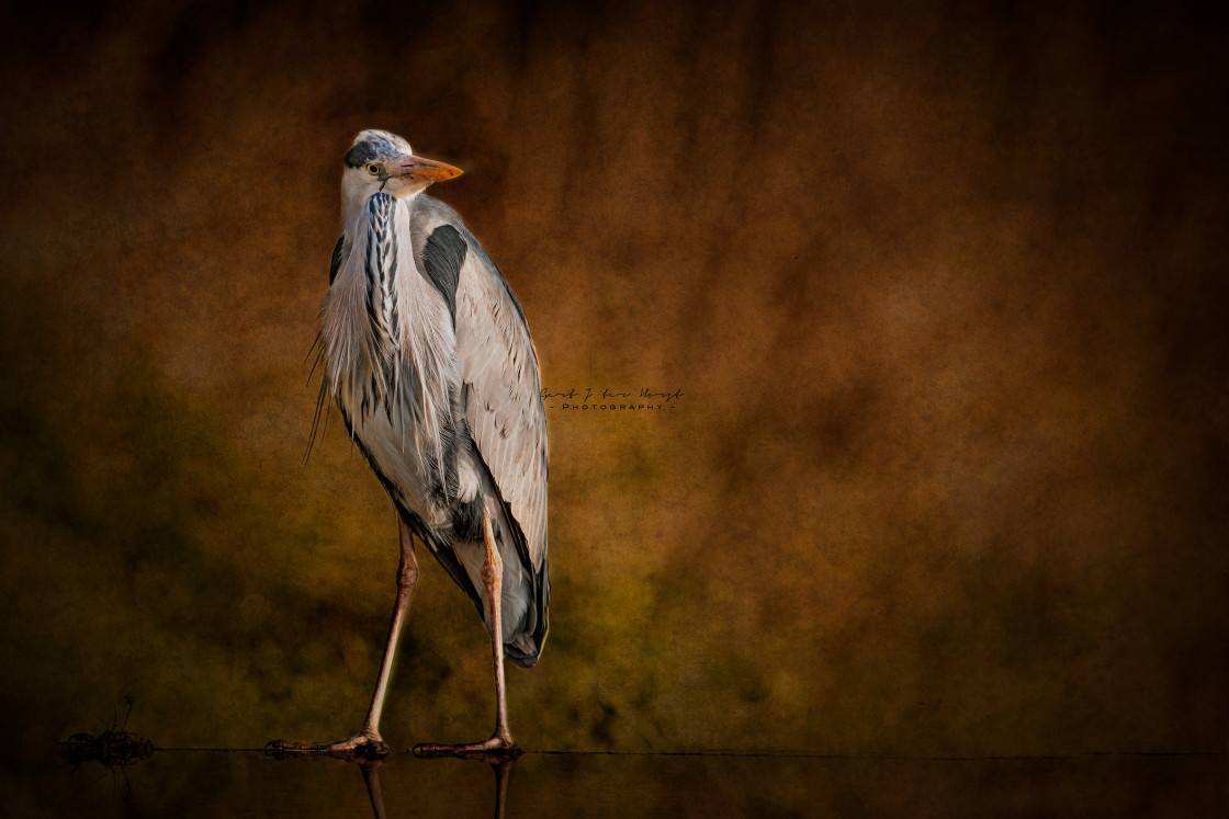 "Blue Heron classic style" stock image