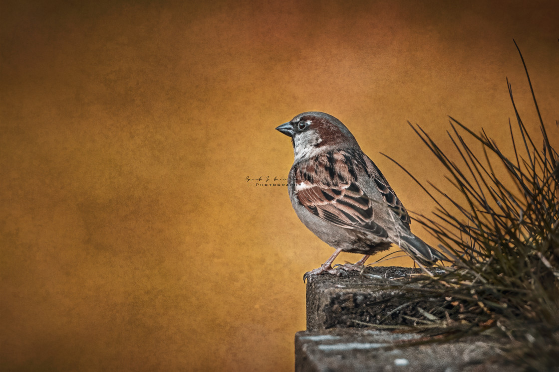 "House sparrow" stock image