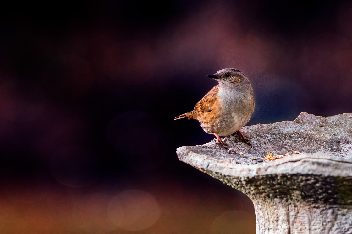 "Perching dunnock" stock image