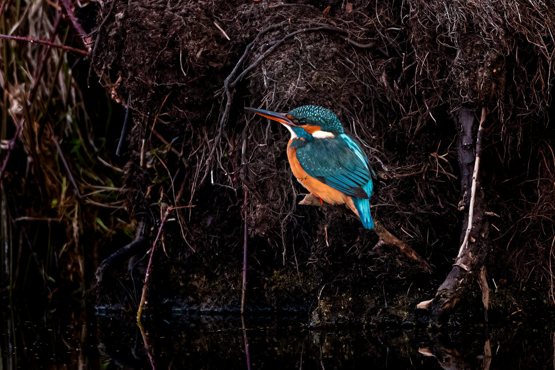 "Female Kingfisher" stock image