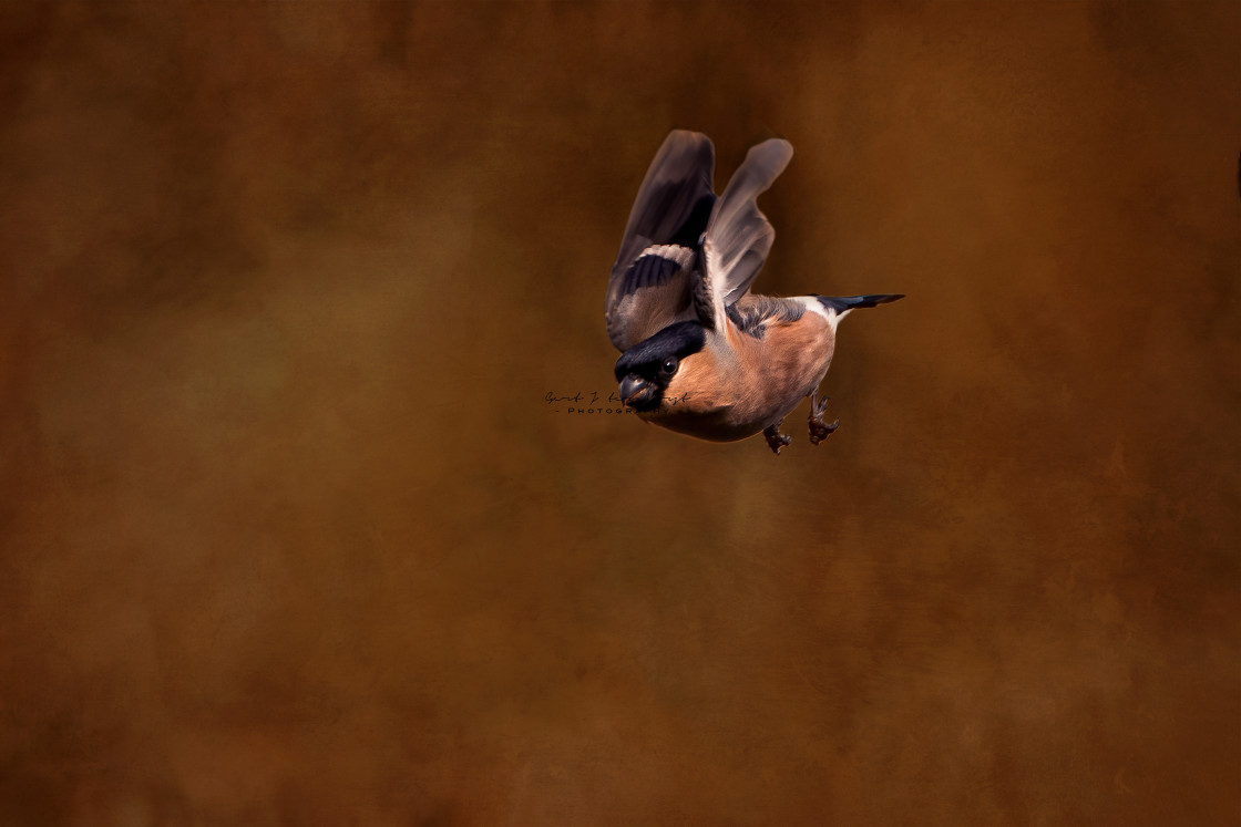 "Flying bullfinch female" stock image