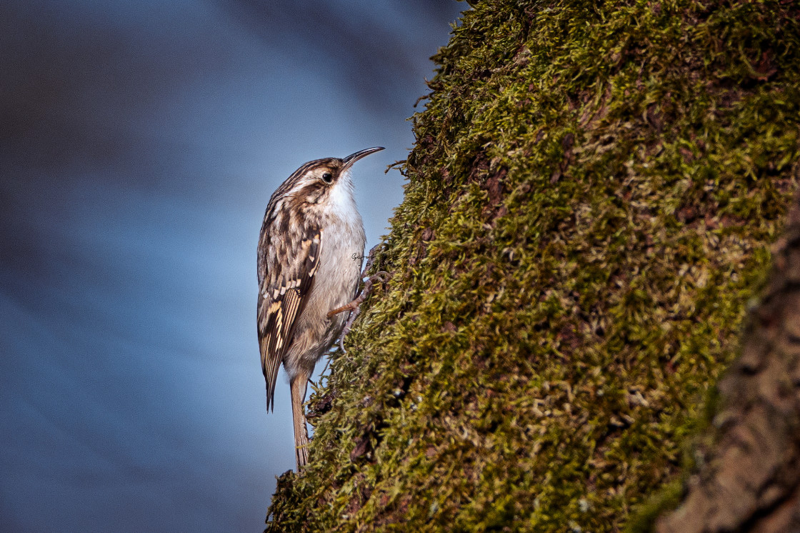 "Treecreeper" stock image