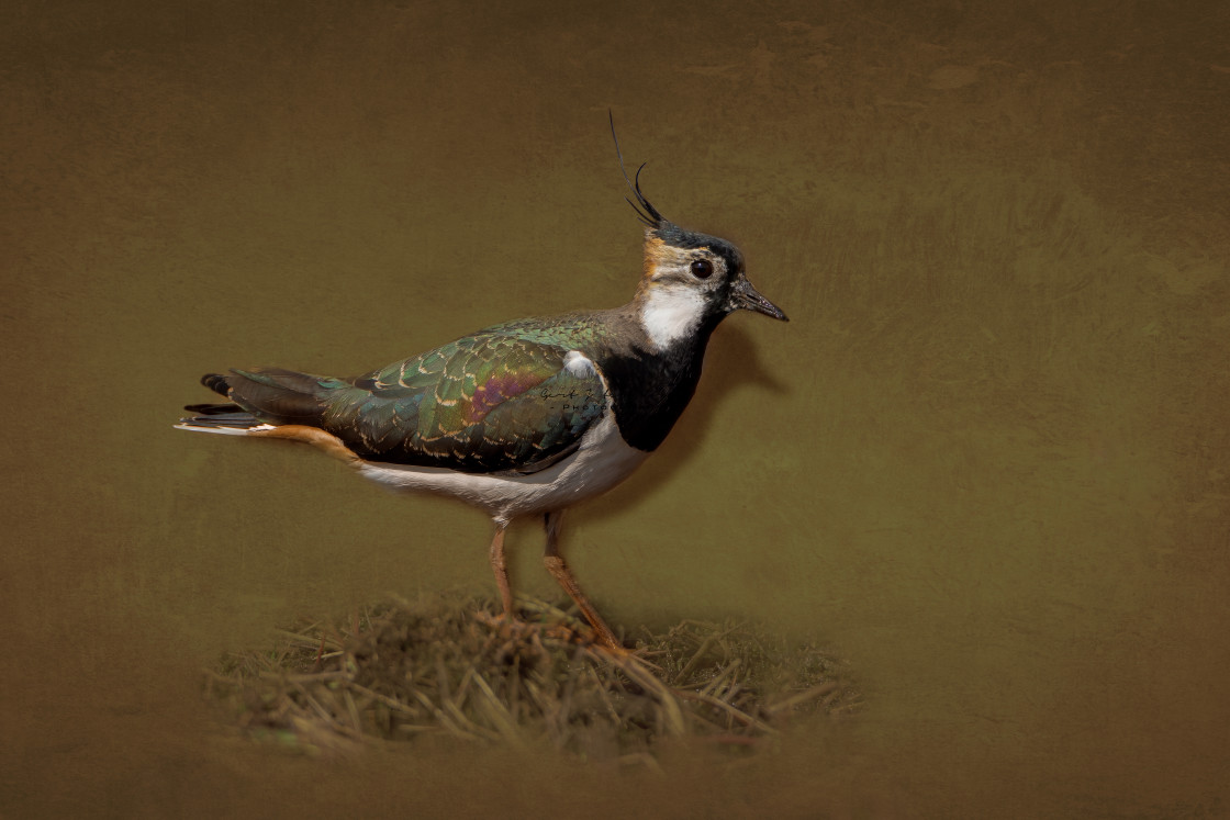 "Announcing spring - return of the Lapwings" stock image