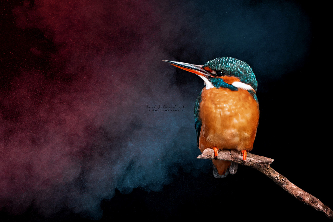 "Kingfisher - artists impression" stock image