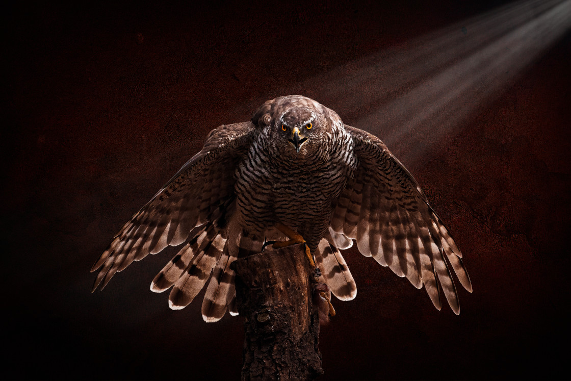 "Threatening goshawk" stock image