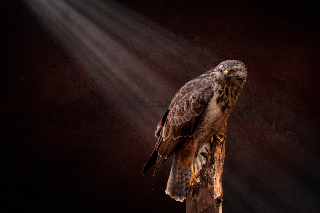 "Perching buzzard" stock image