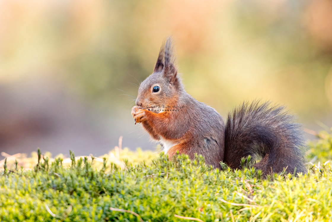 "Hungry red squirrel" stock image