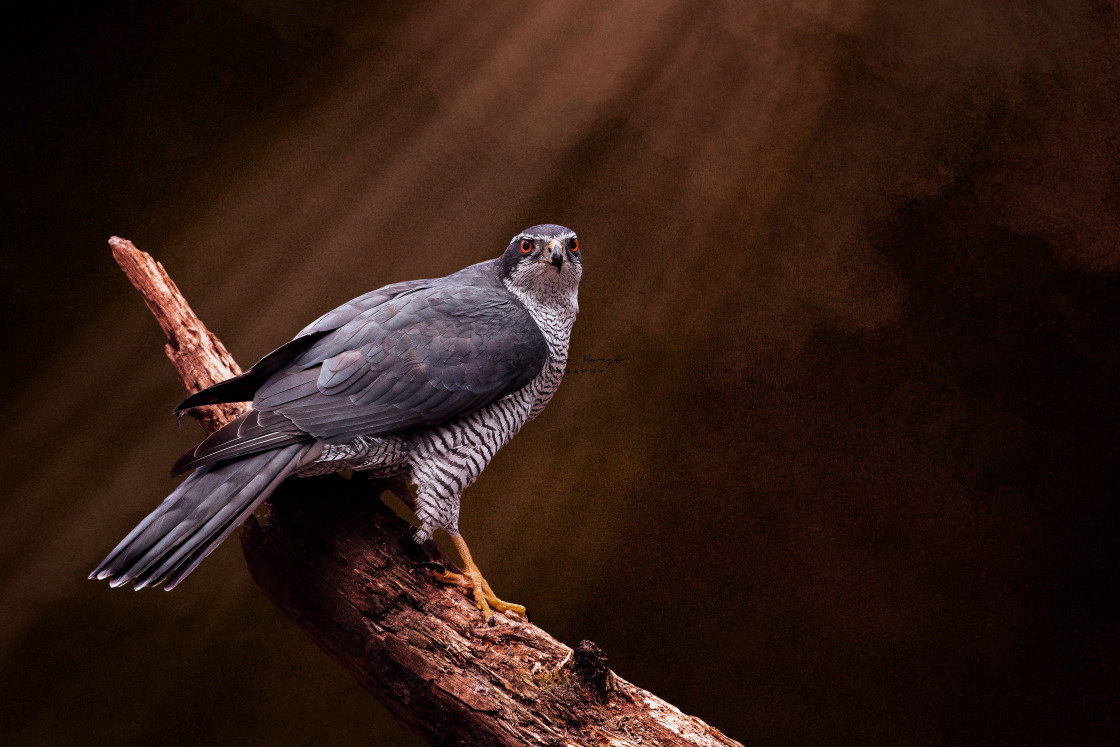 "Goshawk and sun ray's" stock image