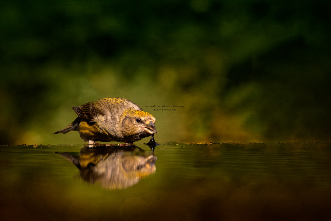 "Crossbill drinks" stock image