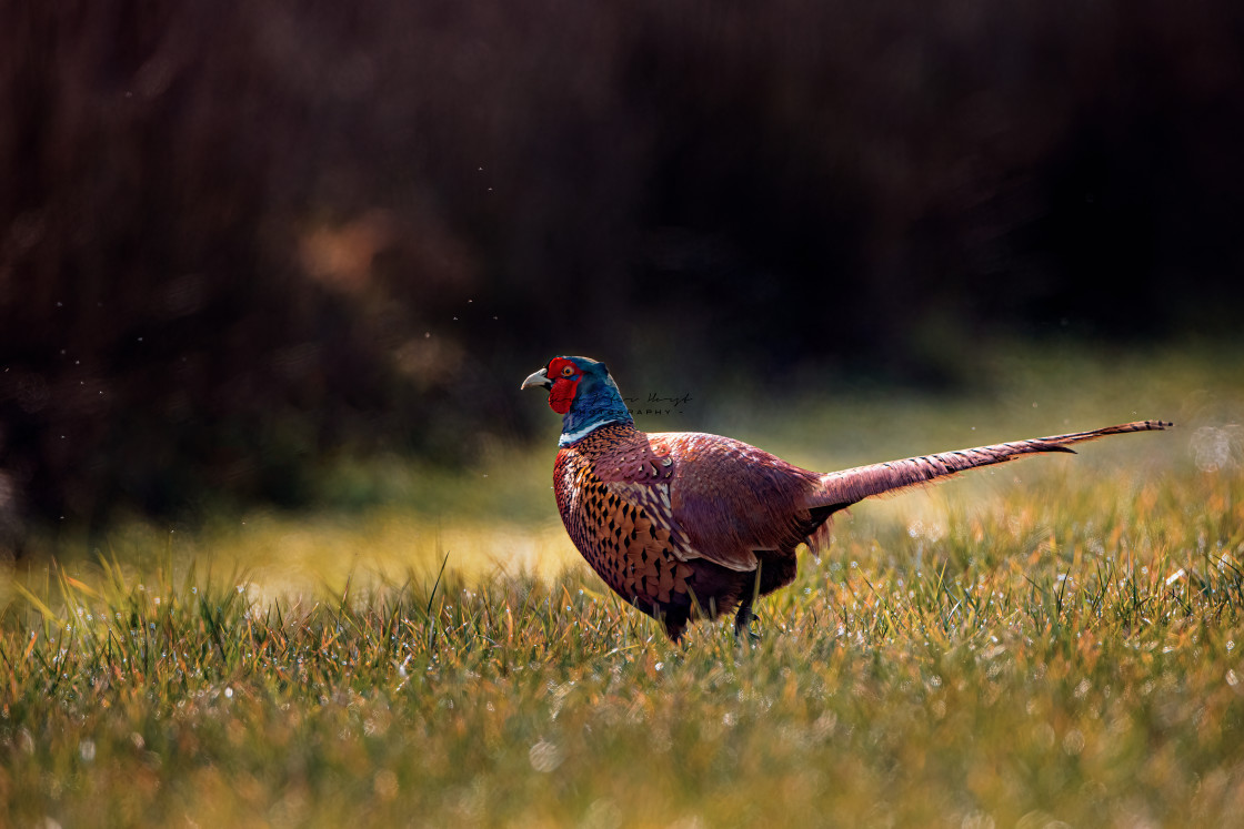 "Pheasant" stock image