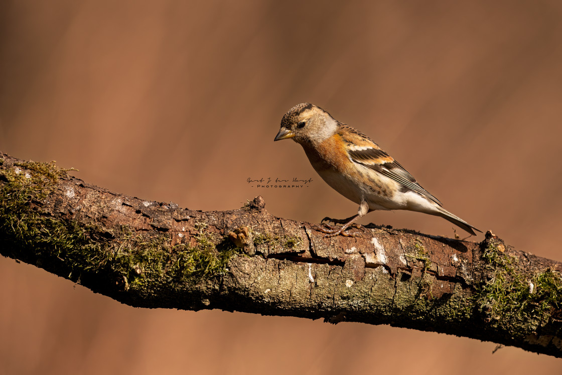 "Brambling" stock image