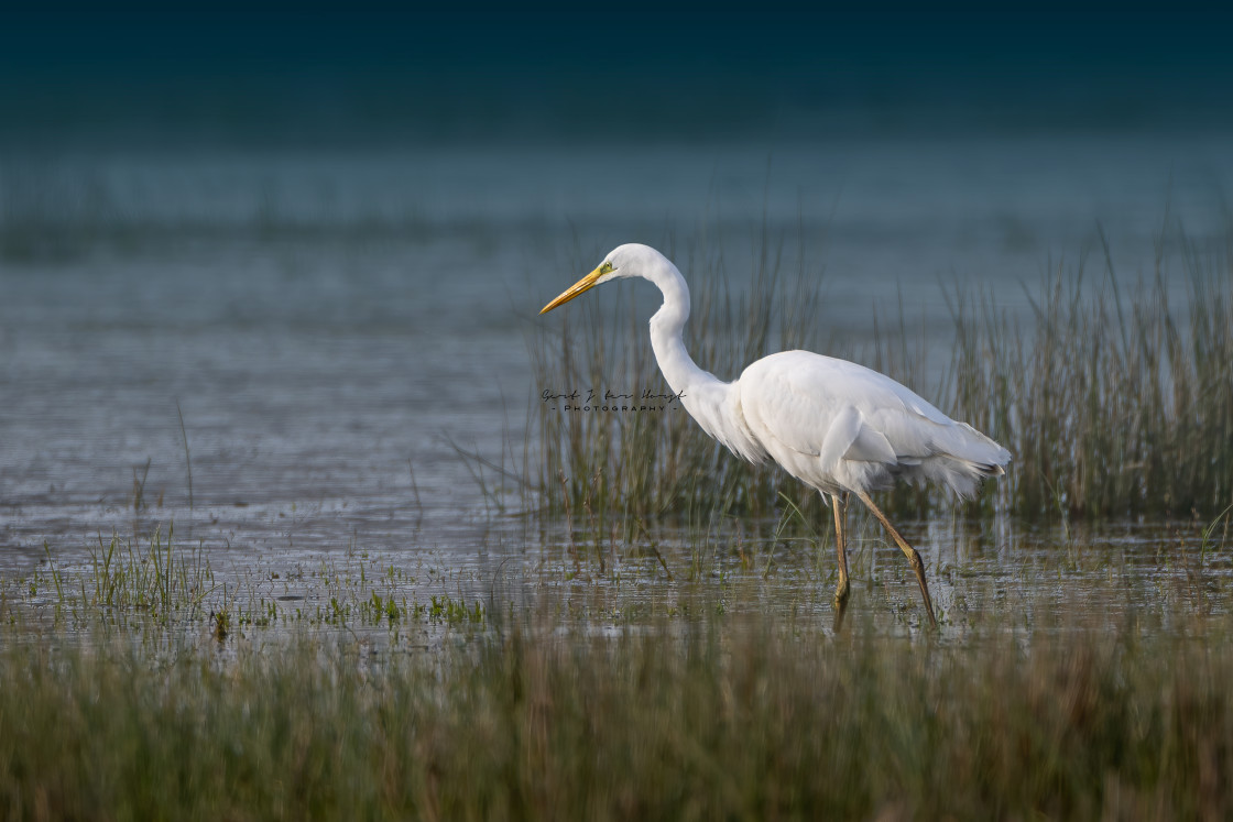 "Great Egret fishing" stock image