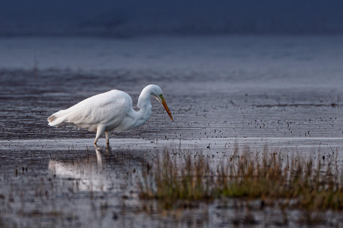 "Fishing great egret" stock image