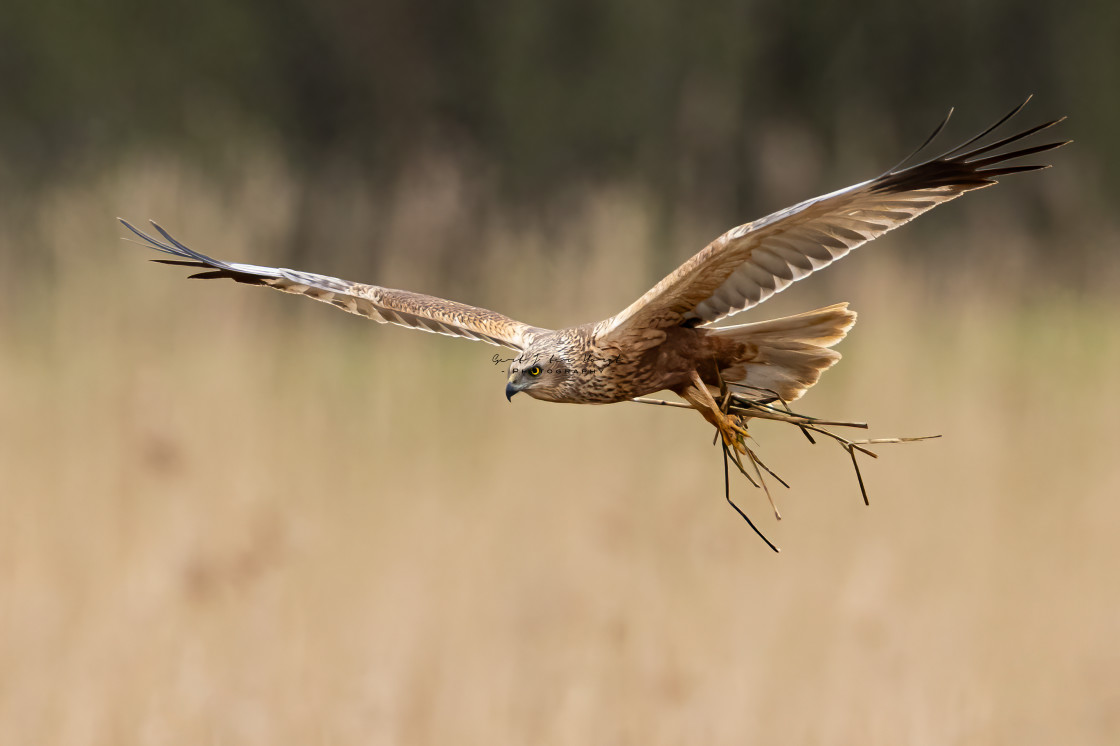 "Fulfilling male duties; bringing reed to the nest" stock image