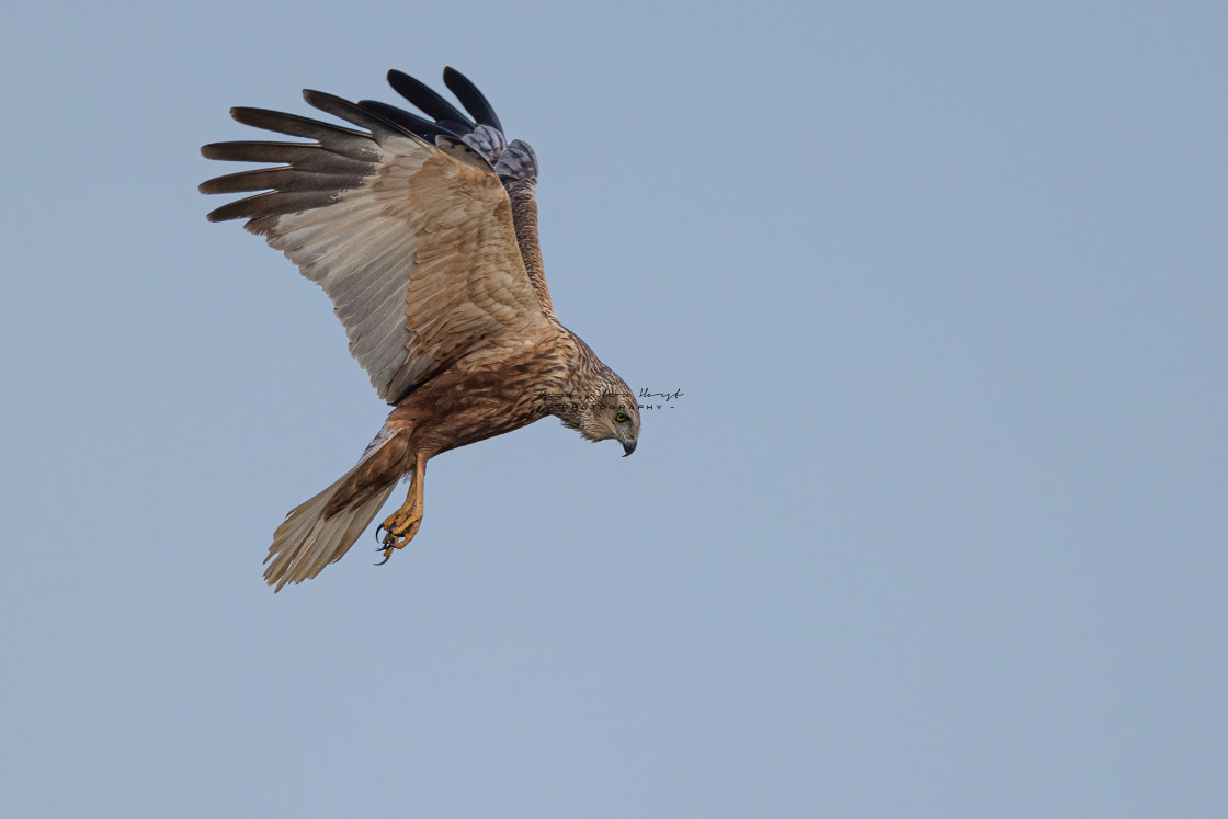 "Hovering" stock image