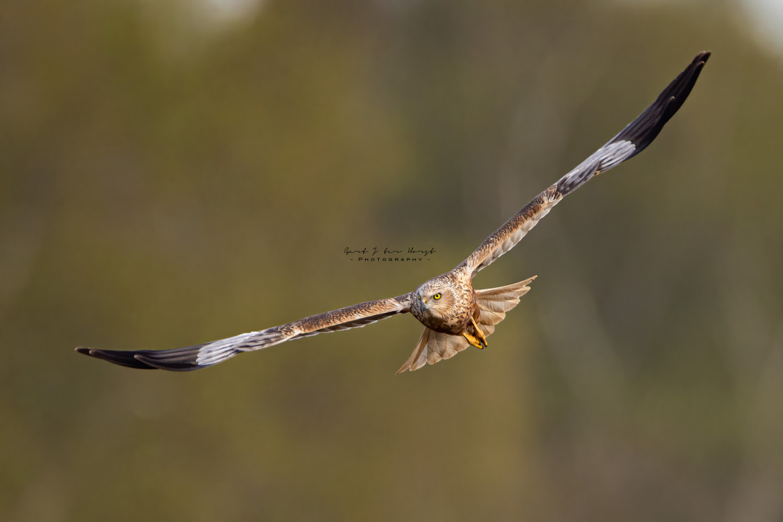 "Fly by of a marsh harrier" stock image