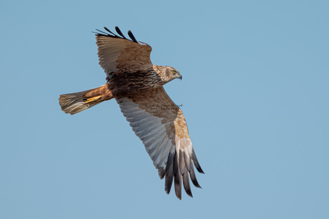 "Marsh harrier" stock image