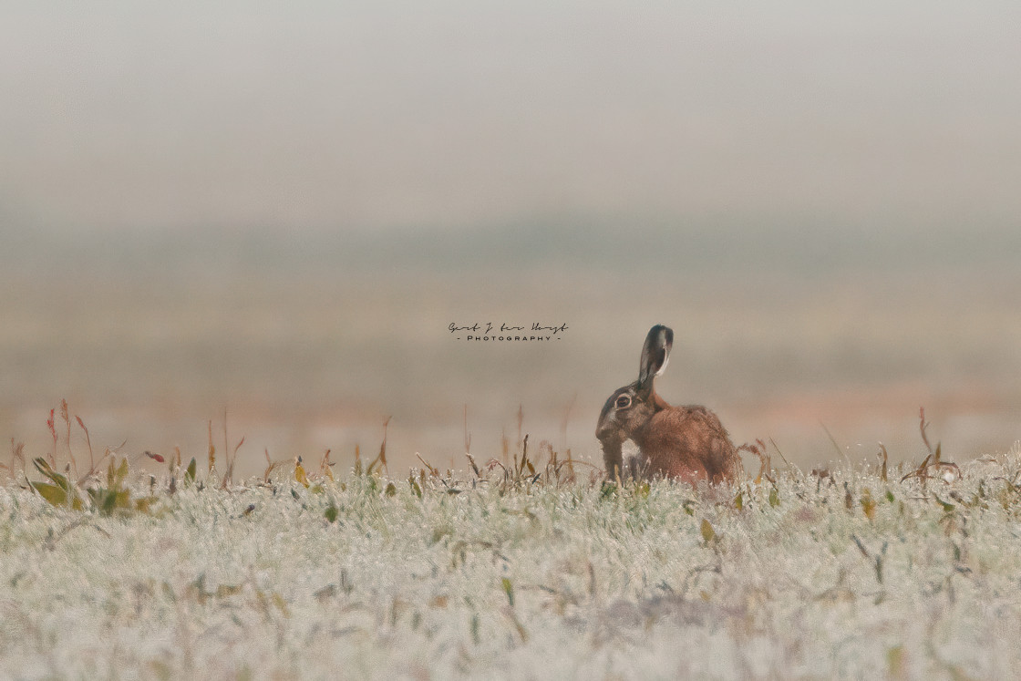 "Morning dew" stock image