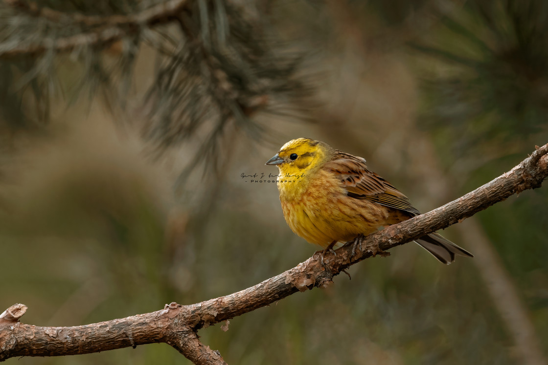 "Perching yellowhammer" stock image