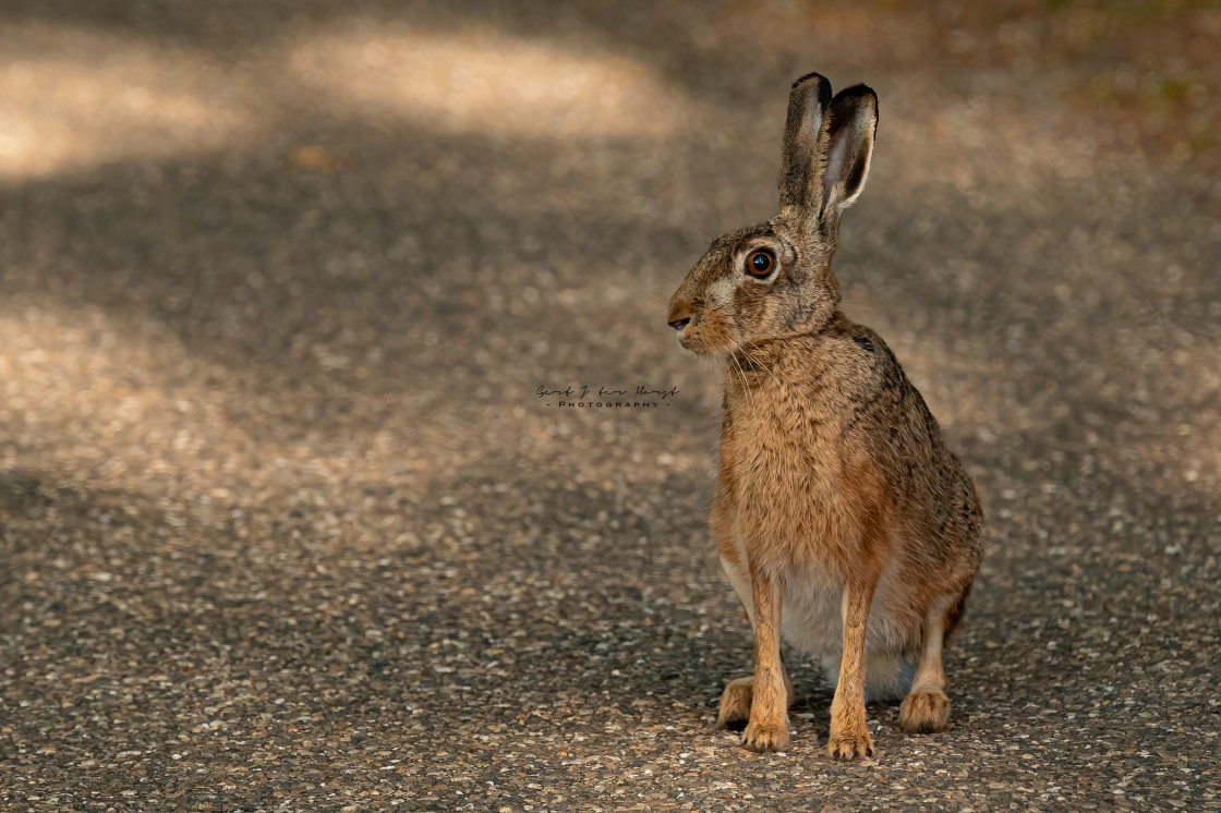 "Portrait of a hare" stock image