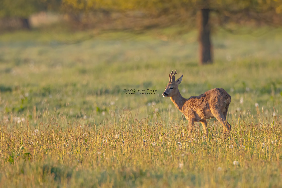 "Enjoying spring" stock image