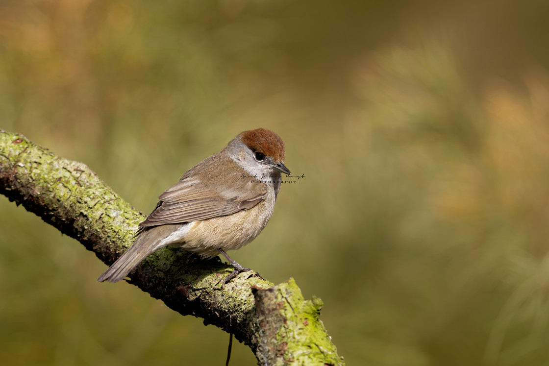 "Perching" stock image