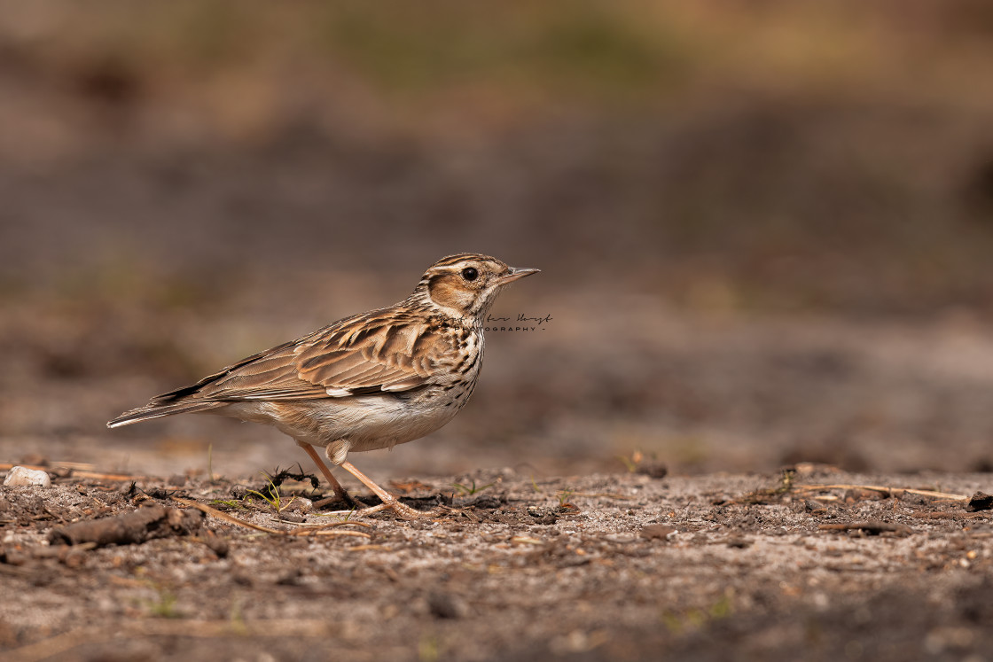 "Meadow pipit" stock image