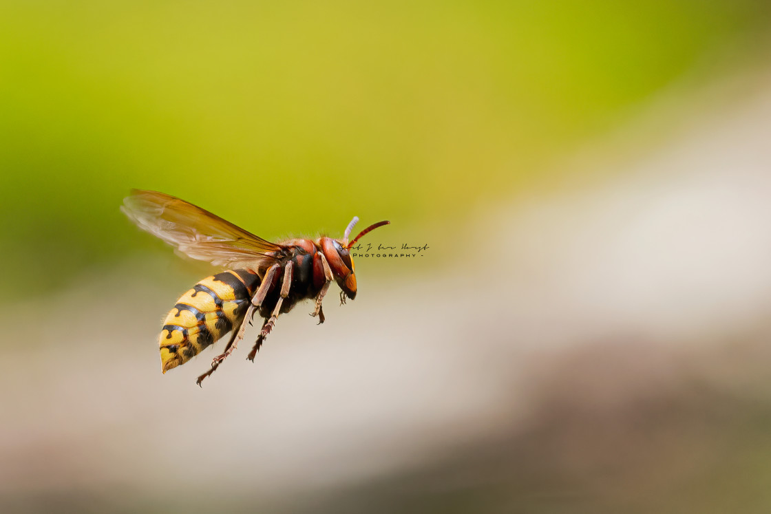 "European hornet (Vespa crabro) in flight" stock image