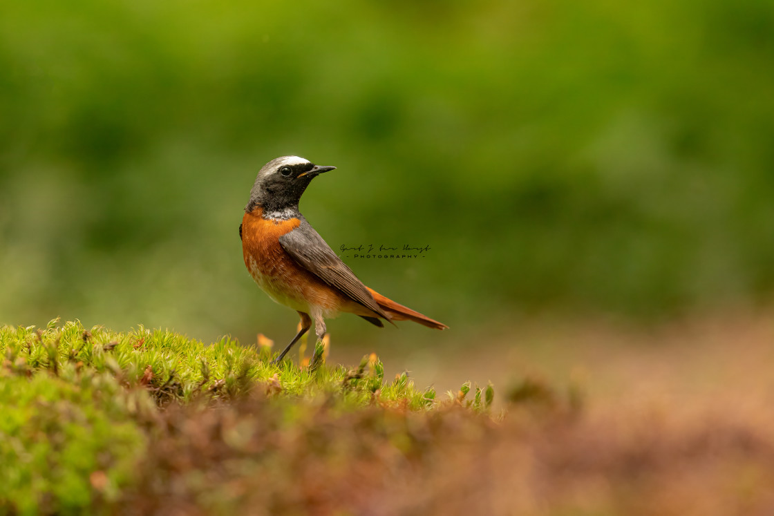 "Colorful bird" stock image