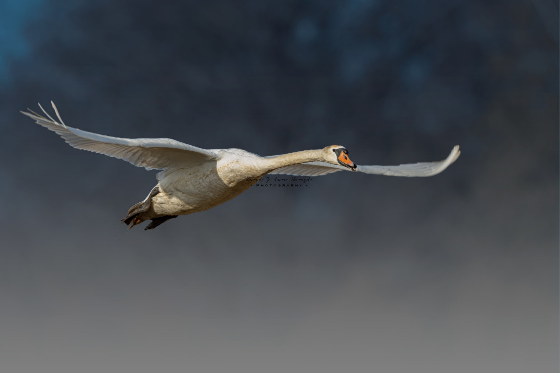 "Mute Swan" stock image