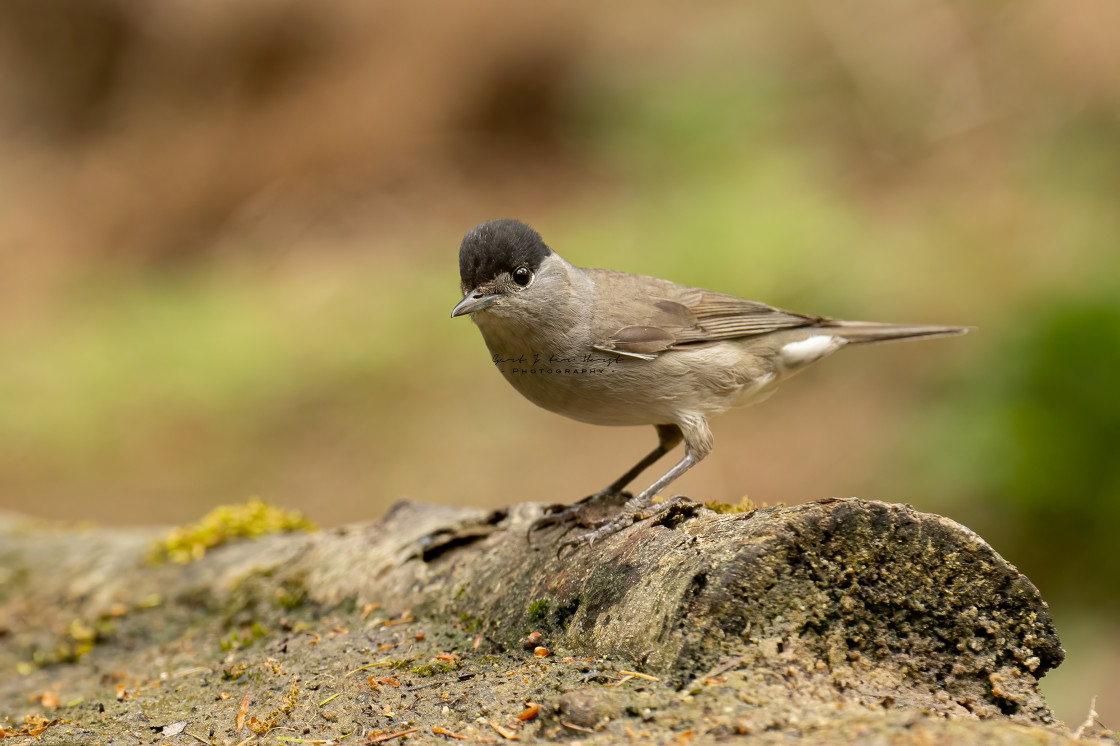 "Male blackcap perching on remains of a dead tree." stock image