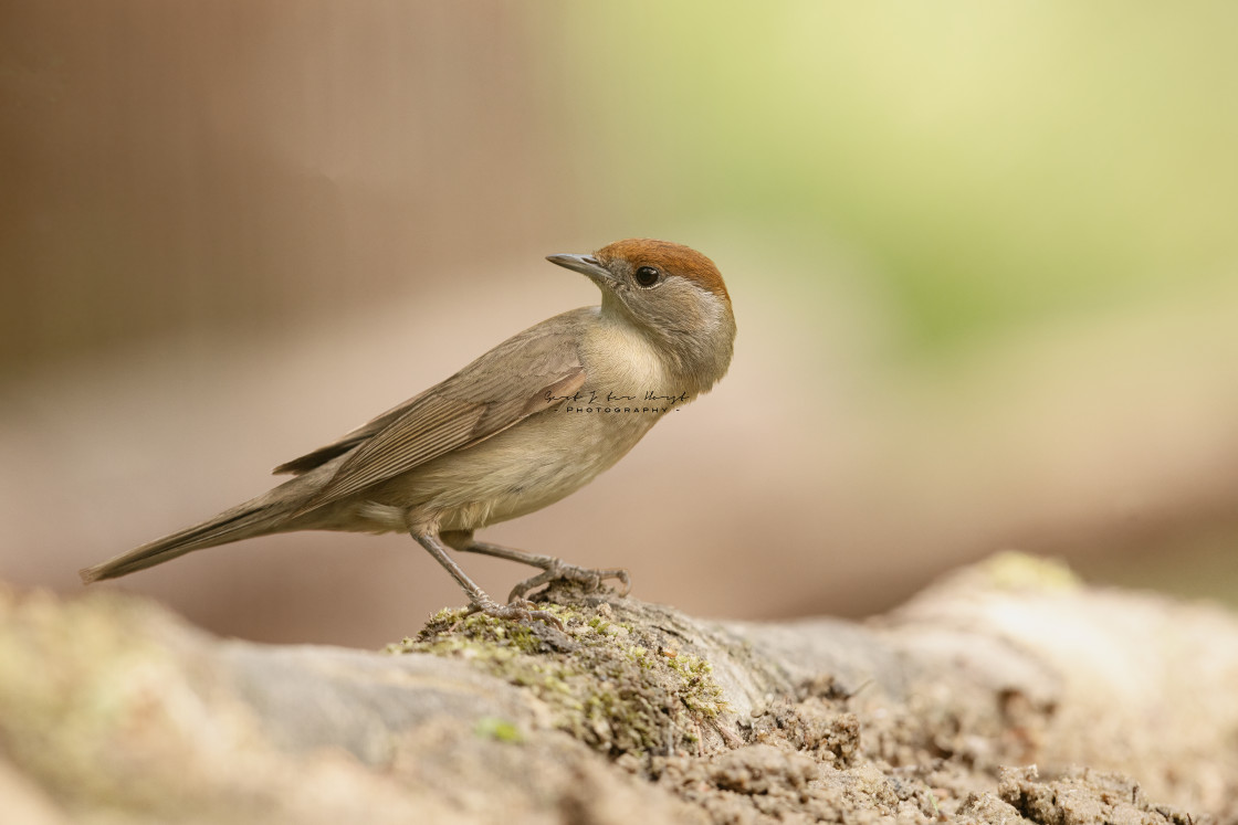 "Female blackcap songbird" stock image