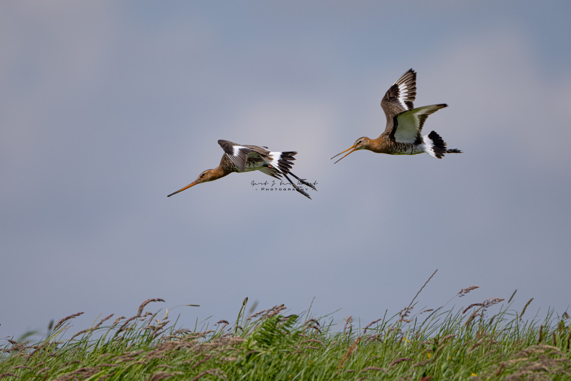 "Black-tailed godwit flying." stock image