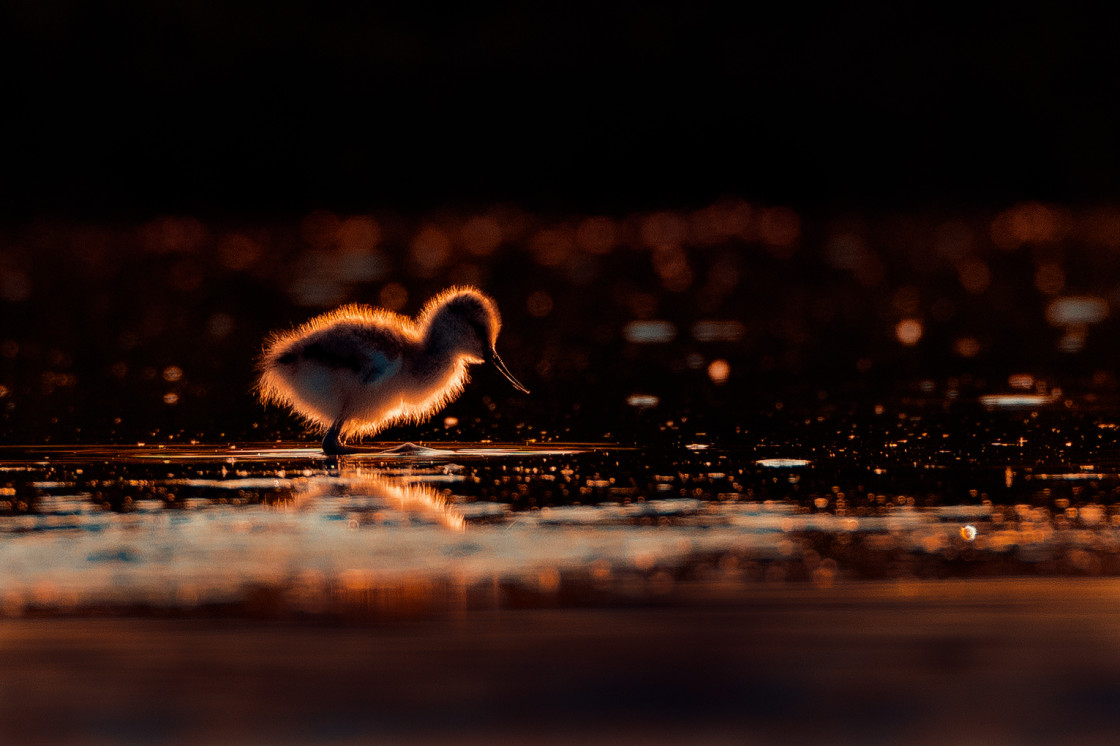 "Backlight on a chick of a pied avocet" by Gert J ter Horst - $62.97 "Backlight on a chick of a pied avocet" stock image