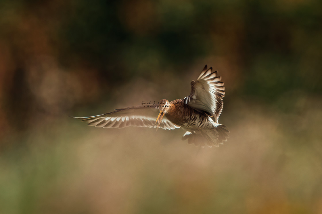 "Before touching down in the grass" stock image