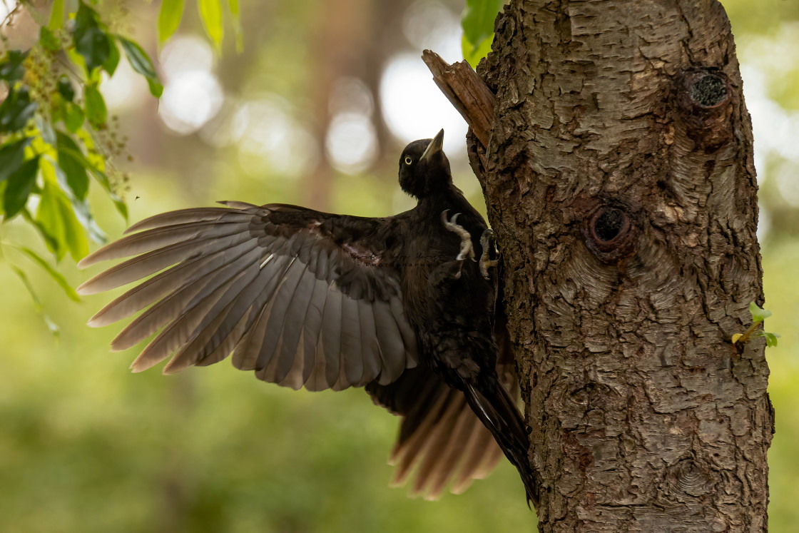 "Waving black woodpecker" by Gert J ter Horst - $18.44 "Waving black woodpecker" stock image
