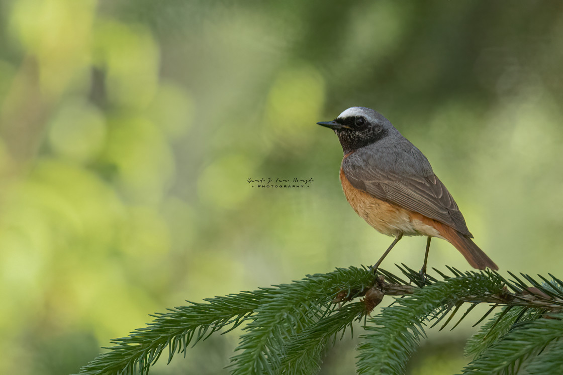 "Perching redstart" stock image