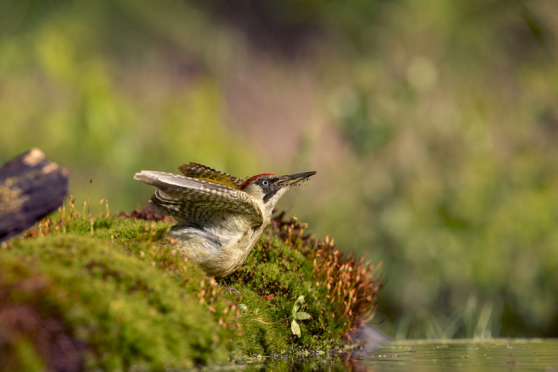 "Spreading my wings" stock image