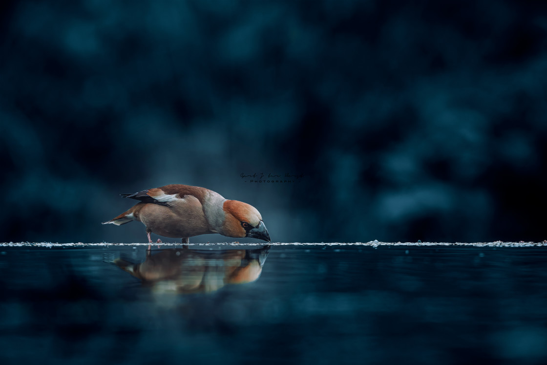 "Artist impression of a drinking male hawfinch" stock image