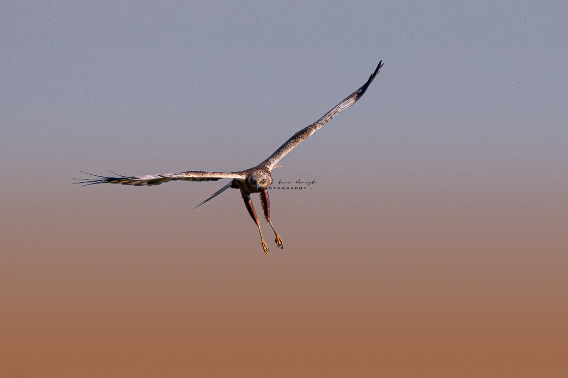 "Hunting in early morning light." stock image