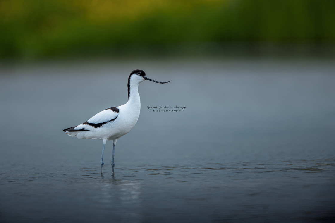 "Avocet" by Gert J ter Horst - $18.23 "Avocet" stock image