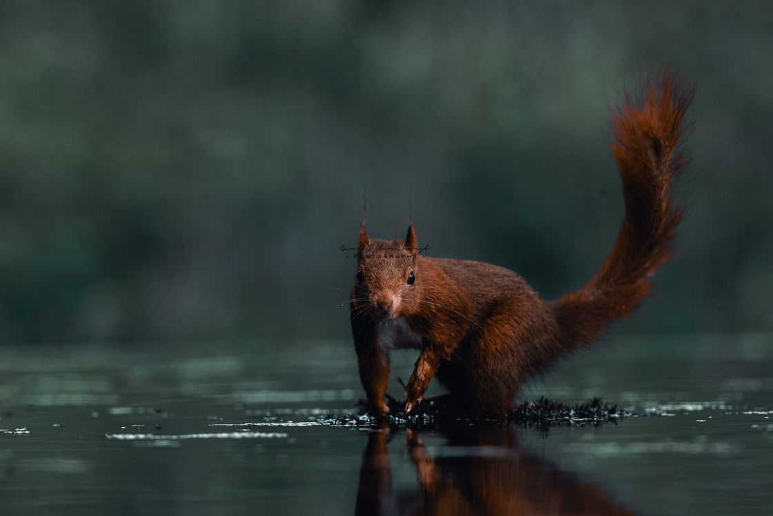 "Wet feet" stock image