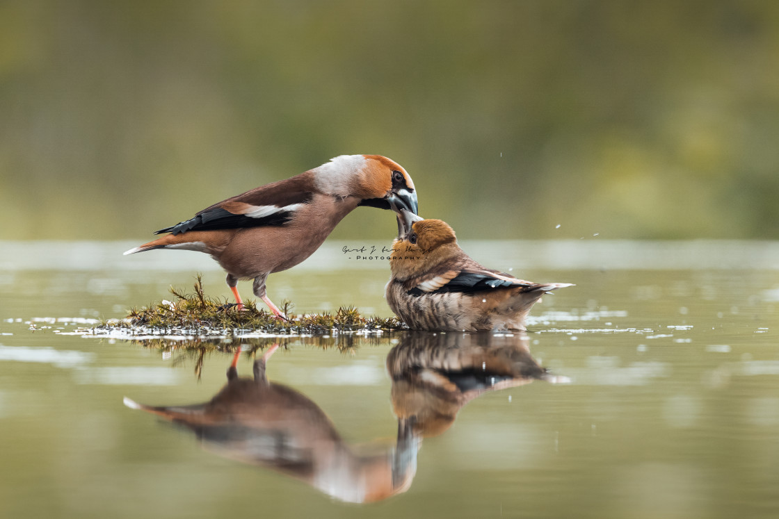 "Feeding time" stock image