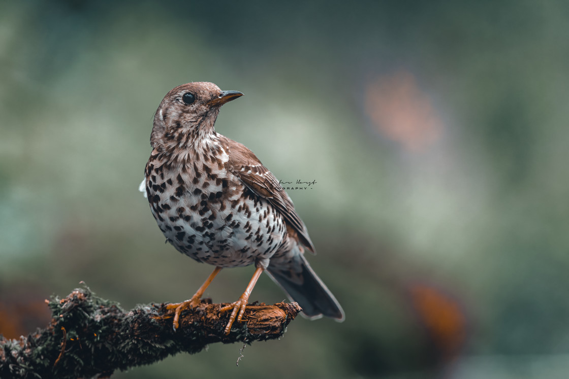 "Mistle Thrush" by Gert J ter Horst - $18.44 "Mistle Thrush" stock image