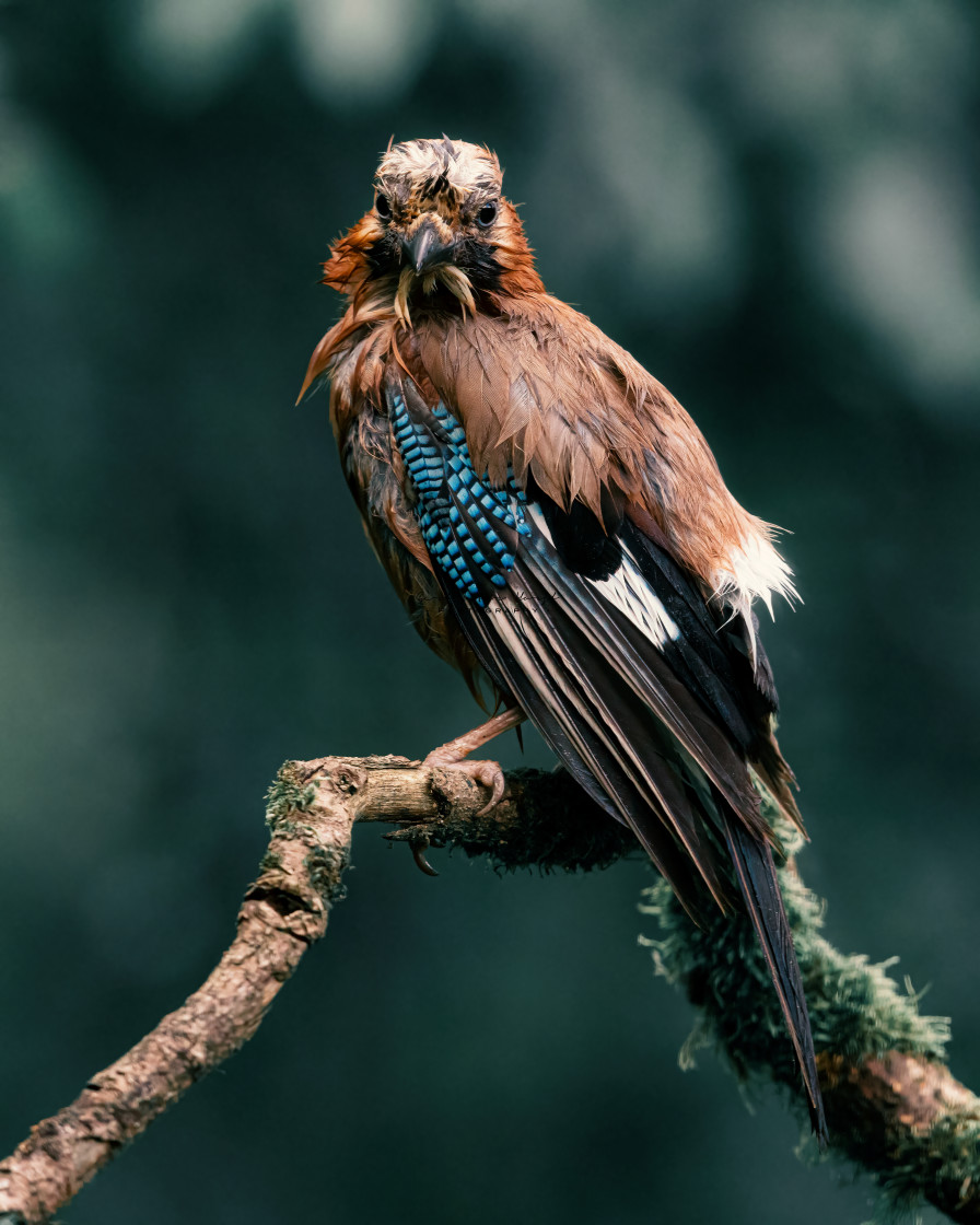 "I hunt sparrows !" stock image