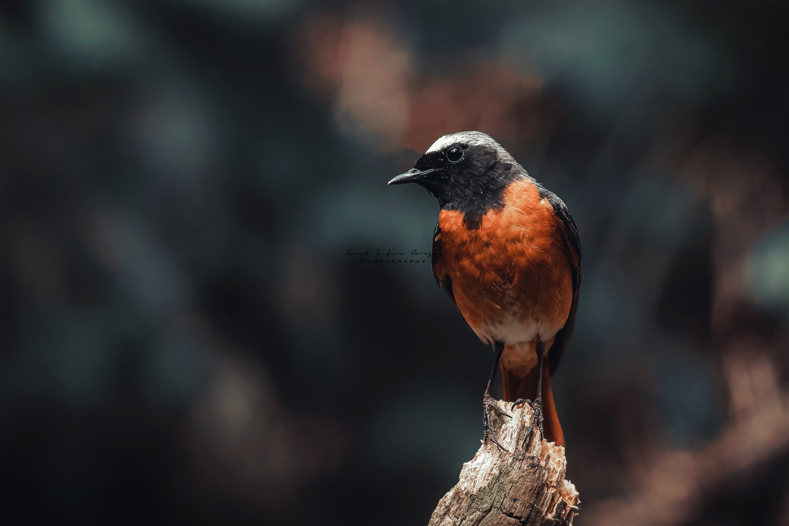 "Colorful bird" stock image