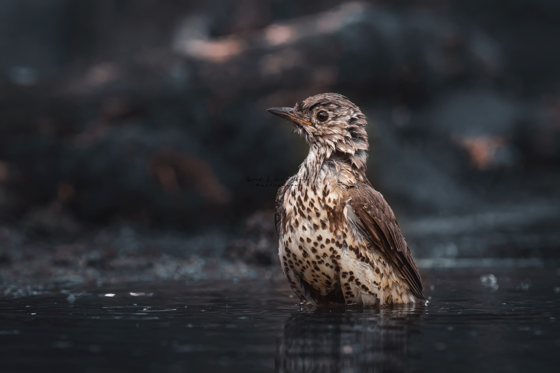 "Vigilant" by Gert J ter Horst - $18.89 "Vigilant" stock image